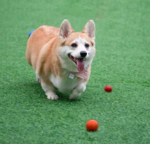 Bouncy Rubber Ball for Pet Dog, Solid Ball, Resistance to Chew Toys, Outdoor Throwing for Dogs