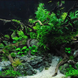 Fish Tank Decoration Natural Wooden Small Habitat Roots Driftwood Scenery  Decorative Ornaments Aquarium Landscape Tree Roots