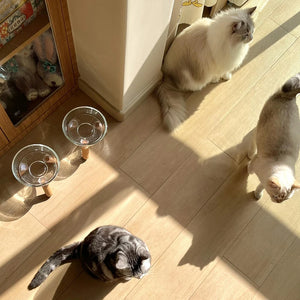 【E】Cat Bowl With Transparent Design, Elevated Cat Food Bowl Water Plate Snack Dish With Stand For Neck Protection