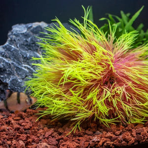 Fish Tank Landscape Decoration, Simulation Water Plants,Aquarium Scenery Decoration Pieces, Fake Water Plants