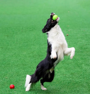 Bouncy Rubber Ball for Pet Dog, Solid Ball, Resistance to Chew Toys, Outdoor Throwing for Dogs