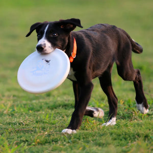 Dog Training Disc - Durable Pet  for Puppy & Adult Dog Training, Lightweight Easy-Catch Dog Training Toy, Essential Pet Supplies