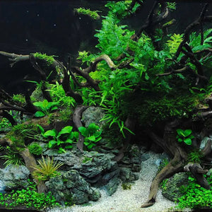 Natural Wooden Fish Tank Decorations Plant Stem Tree Trunk Driftwood Tree Aquarium Fish Landscaping Tree Decoration Ornaments ﻿