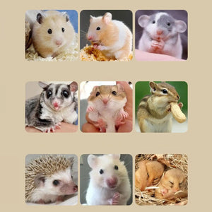 Hamster Habitat Acrylic Exercise Wheel Storage Habitat Cage for Hamster for Bedding Small Animals Enthusiast Pet Travel Play