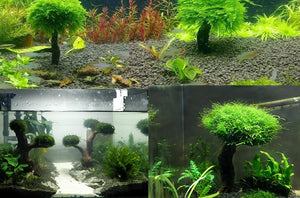 Fish Tank Landscaping Wood Water Plant Root Driftwood Tree Aquatic Plants Aquarium Grass Decorations Accessories (No Moss)